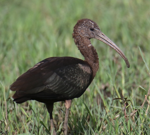 Glossy Ibis