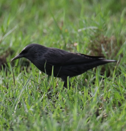 Spotless Starling