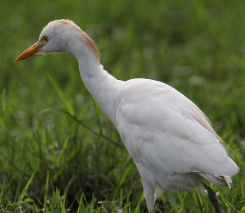 Western Cattle-Egret