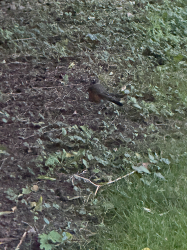 American Robin