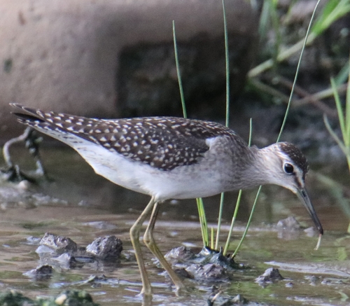 Wood Sandpiper