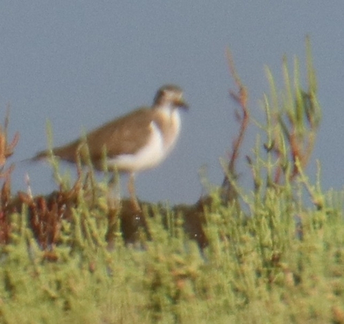 Common Sandpiper