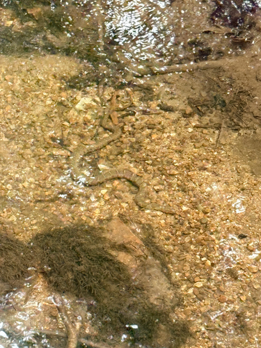 Northern Watersnake