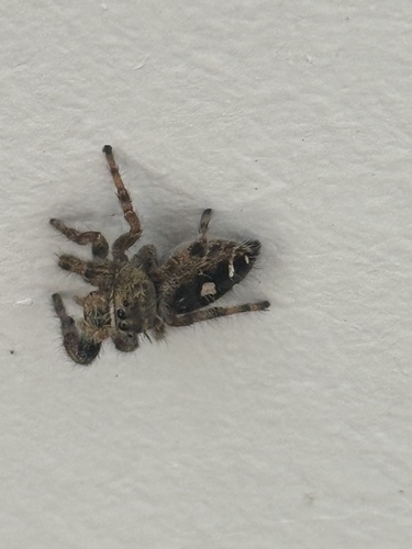 Bold Jumping Spider