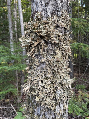 Tree Lungwort