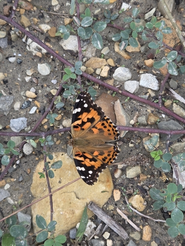 Painted Lady