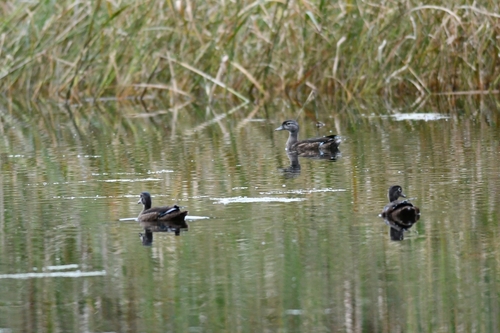 Wood Duck