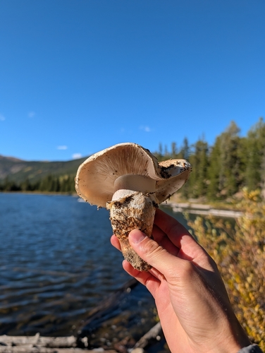 Western Matsutake