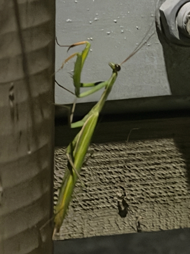 European Mantis
