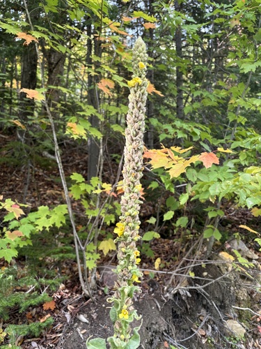 great mullein