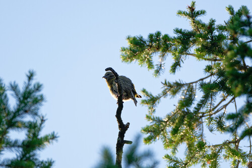 Red Crossbill