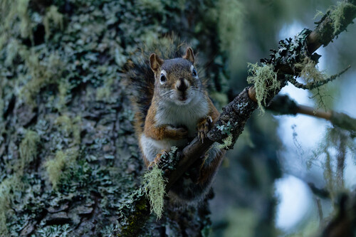 American Red Squirrel