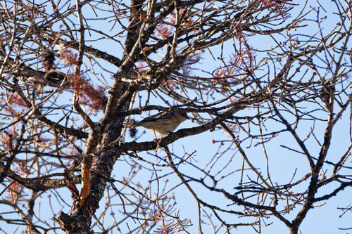 Yellow-rumped Warbler