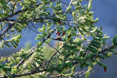 Red-breasted Nuthatch