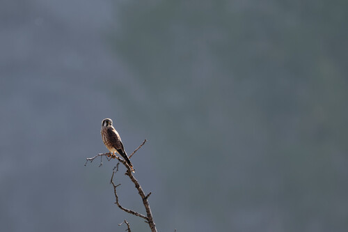 American Kestrel