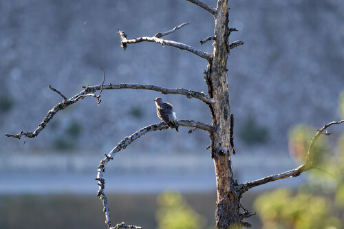 Northern Flicker