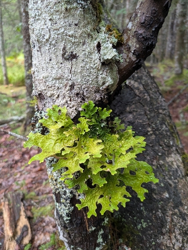 Tree Lungwort
