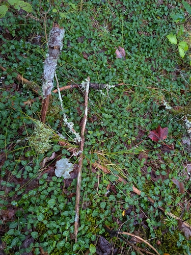 partridgeberry