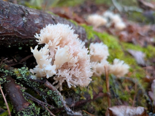 White Coral Fungus