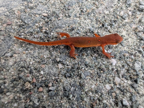 Eastern Newt