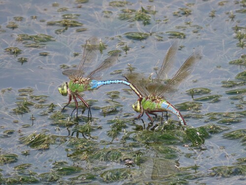 Common Green Darner