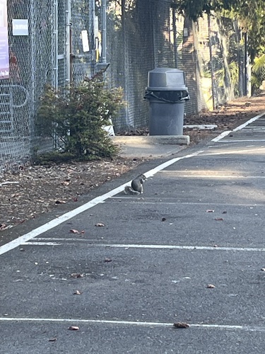 Eastern Gray Squirrel
