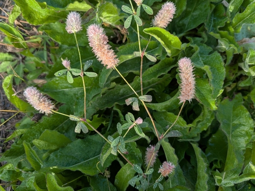 rabbitfoot clover