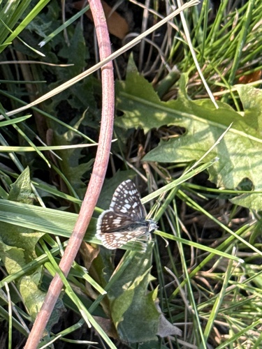 Common Checkered-Skipper