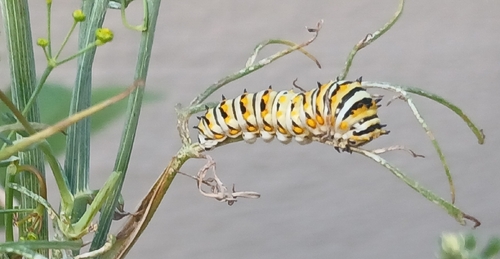 Black Swallowtail