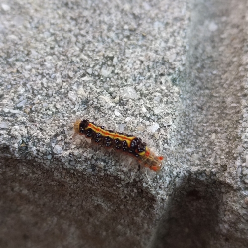 Taiwan yellow tussock moth