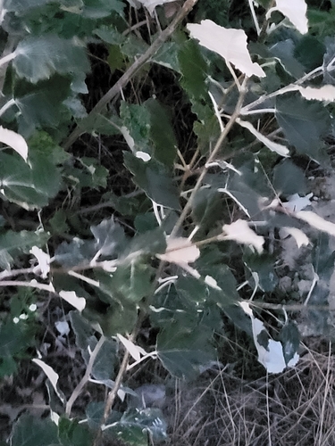 white poplar