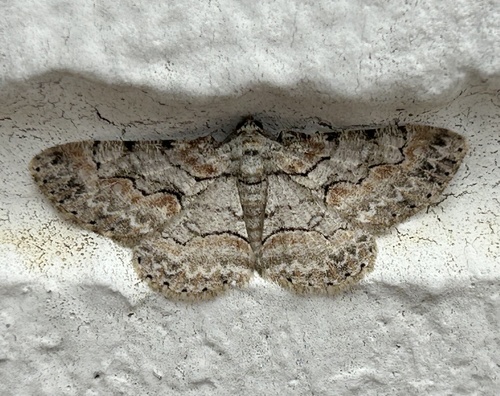 Brown-shaded Gray