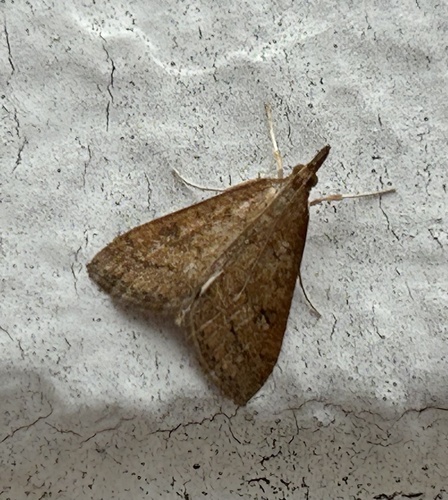 Celery Leaftier Moth