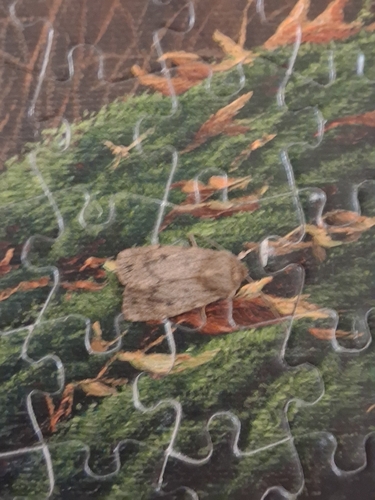 Brown Satyr Moth
