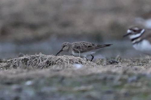 White-rumped Sandpiper