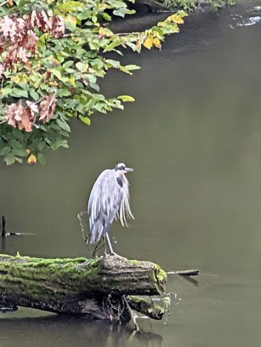 Great Blue Heron