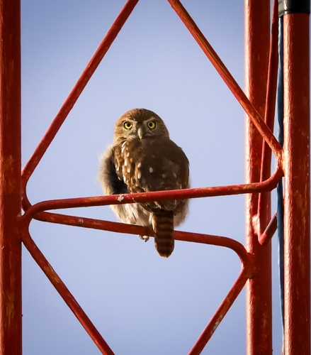 Ferruginous Pygmy-Owl (Glaucidium brasilianum)