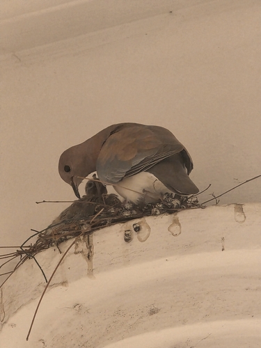 Laughing Dove