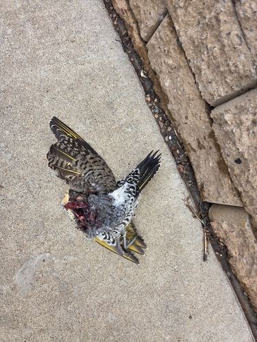 Northern Flicker