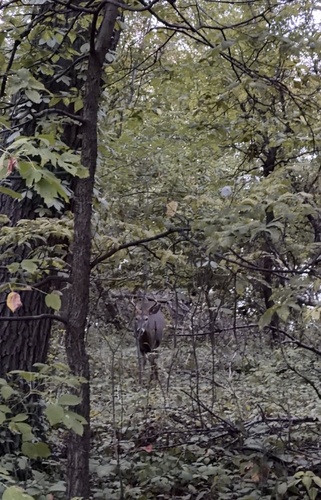 White-tailed Deer