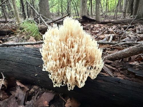 crown-tipped coral fungus