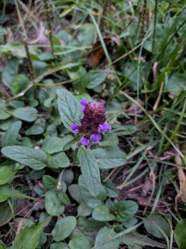 common selfheal