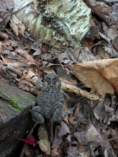 American Toad