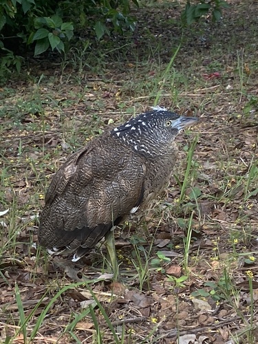 Malayan Night Heron