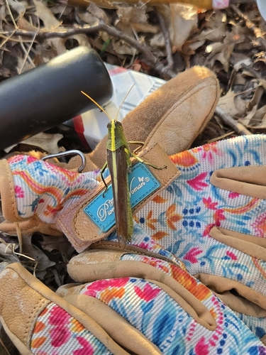 Obscure Bird Grasshopper