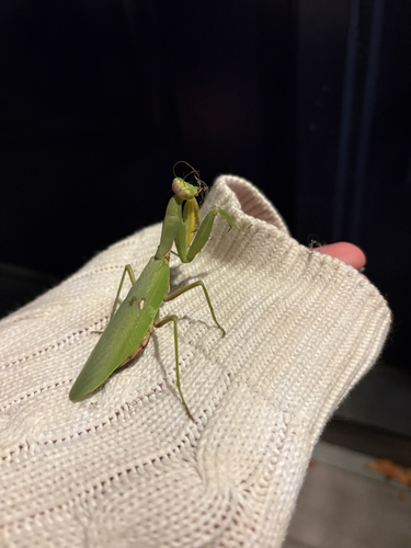 Transcaucasian Giant Mantis