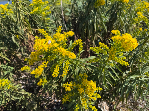 northern seaside goldenrod