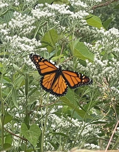 Monarch