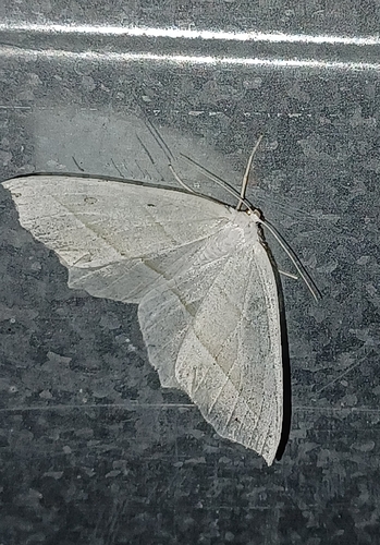 Pale Beauty