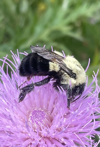 Common Eastern Bumble Bee